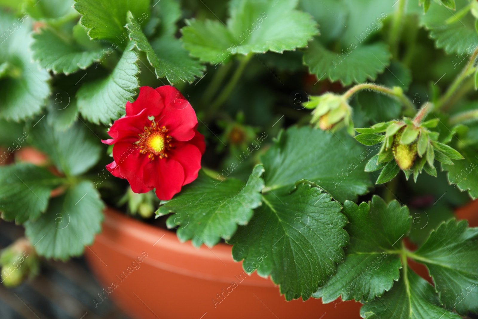 Photo of Beautiful strawberry plant with red flower and unripe fruit in pot, closeup