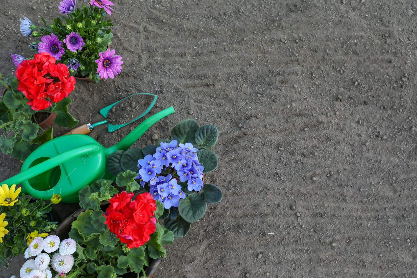 Photo of Beautiful blooming flowers and gardening tools on soil, flat lay. Space for text