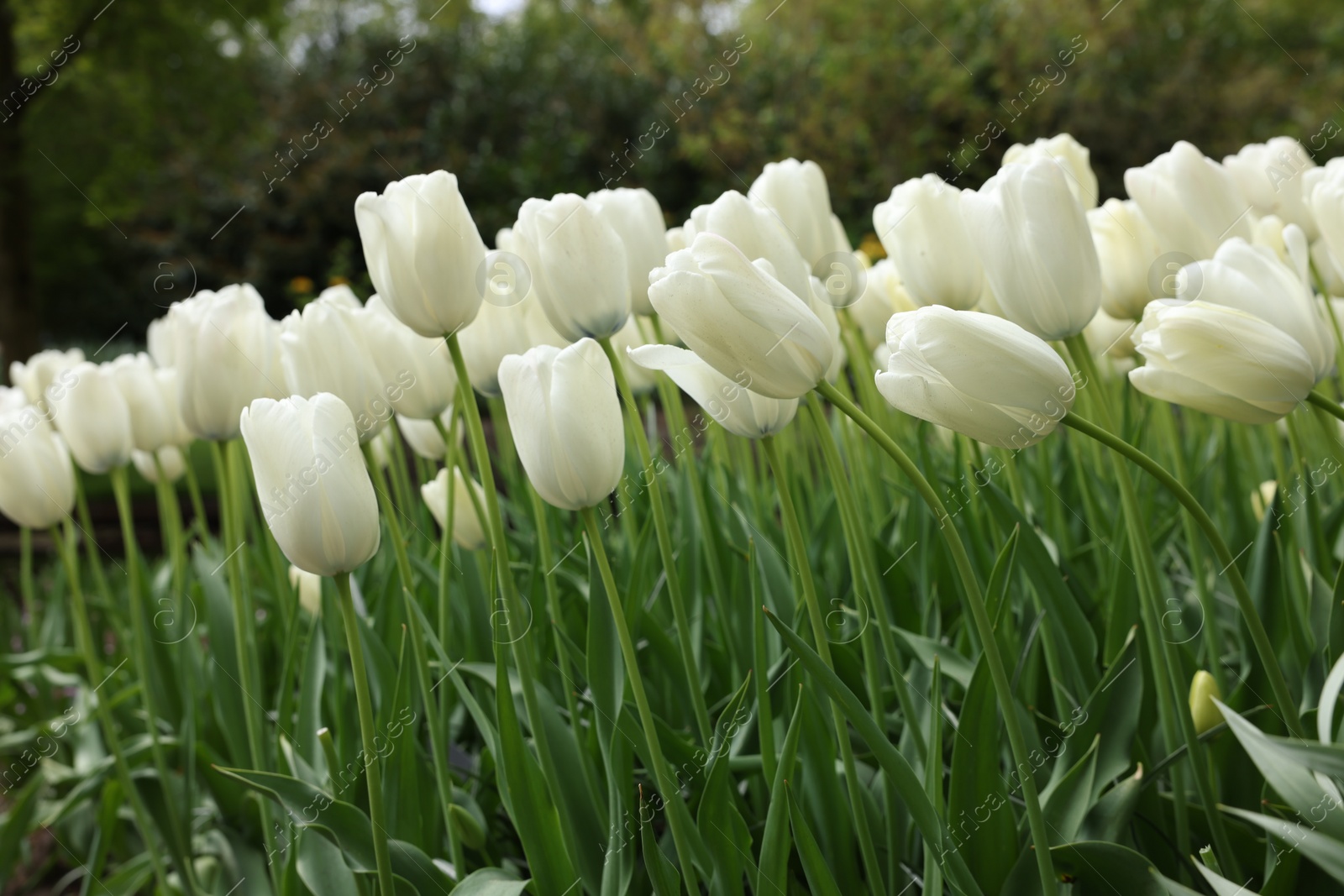 Photo of Many beautiful white tulip flowers growing outdoors, closeup. Spring season