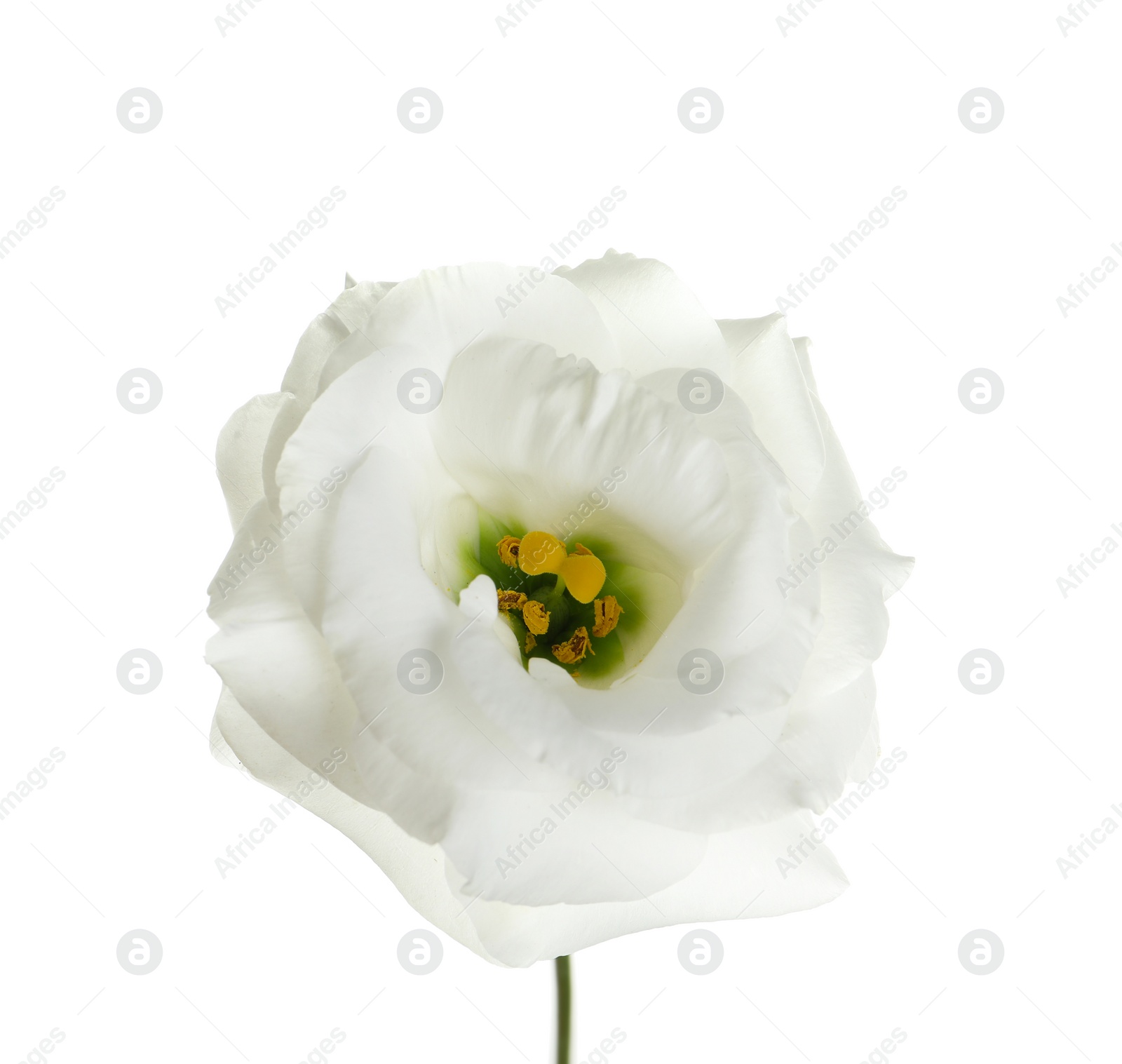 Photo of Beautiful Eustoma flower on white background