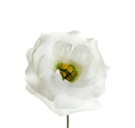 Photo of Beautiful Eustoma flower on white background