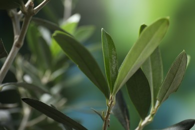 Olive twigs with fresh green leaves on blurred background, closeup