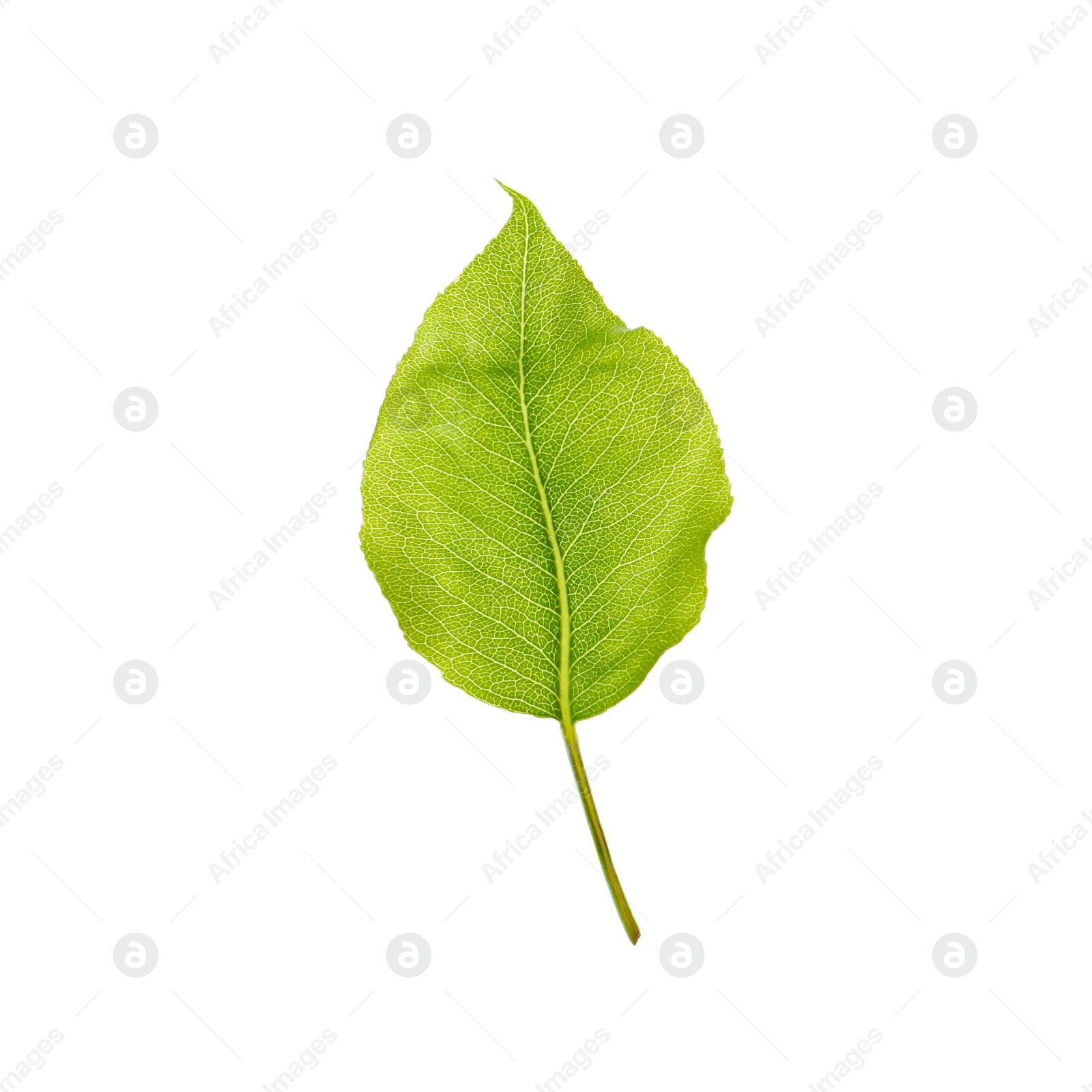 Photo of Beautiful green leaf of pear tree on white background