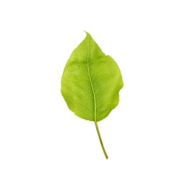 Photo of Beautiful green leaf of pear tree on white background