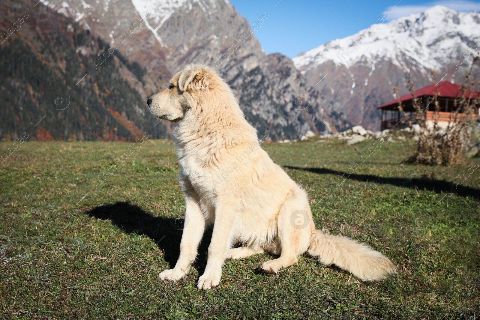 Photo of Adorable dog in mountains on sunny day