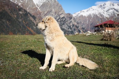 Adorable dog in mountains on sunny day