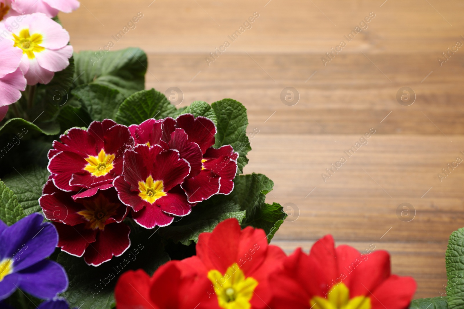 Photo of Beautiful primula (primrose) flowers on wooden background, space for text. Spring blossom