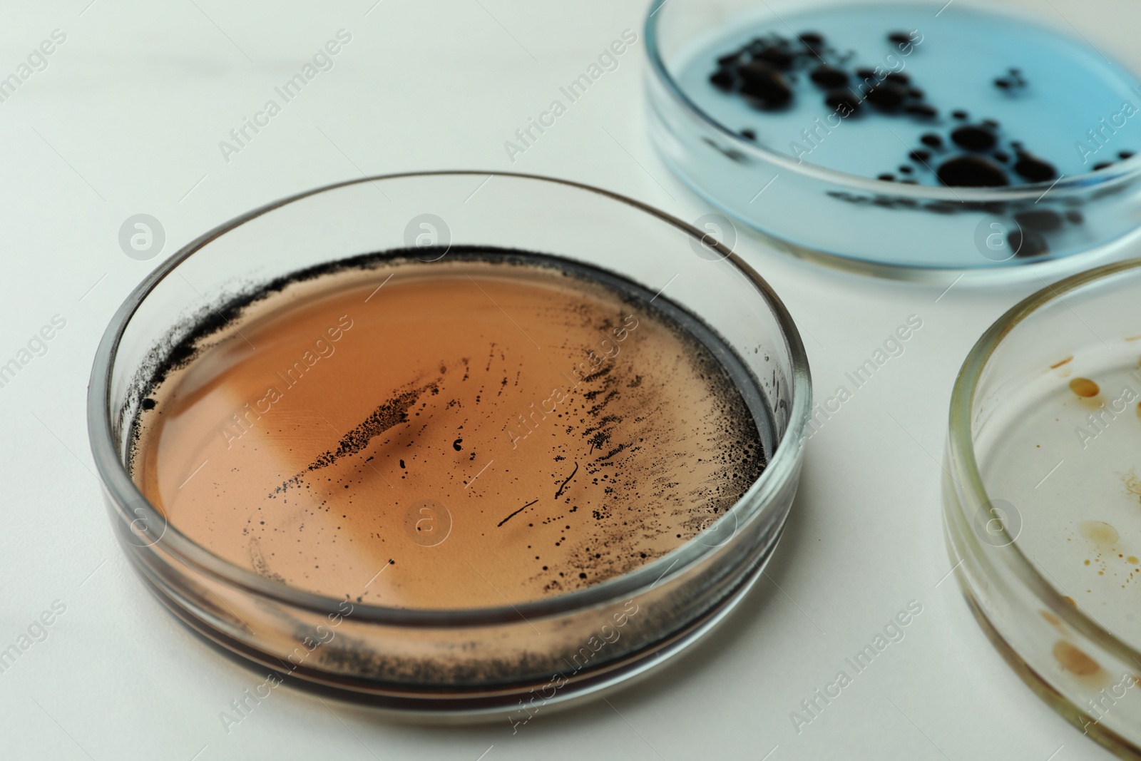 Photo of Petri dishes with different bacteria colonies on white background, closeup