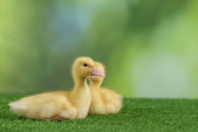 Photo of Cute fluffy ducklings on artificial grass against blurred background, closeup with space for text. Baby animals
