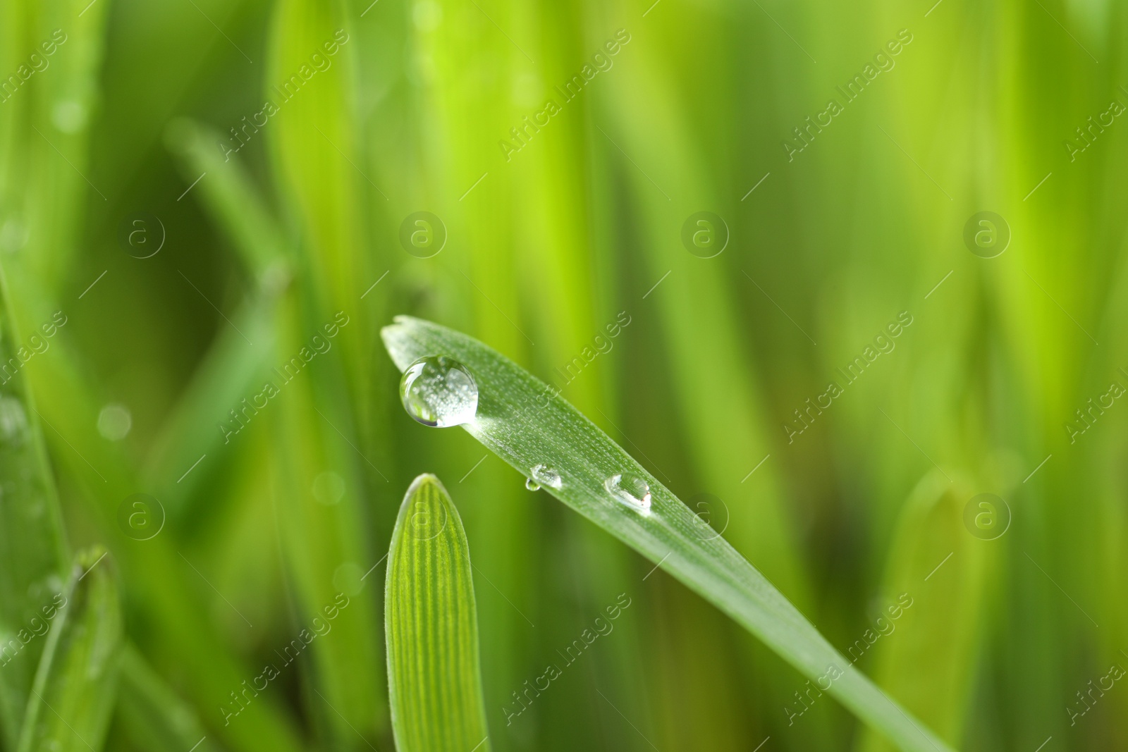 Photo of Water drops on grass blade against blurred background, closeup