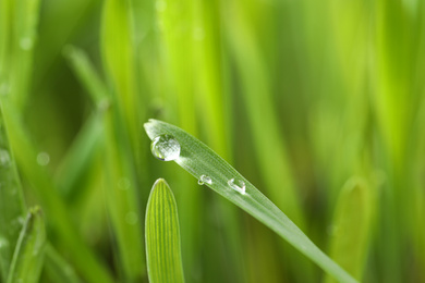 Water drops on grass blade against blurred background, closeup