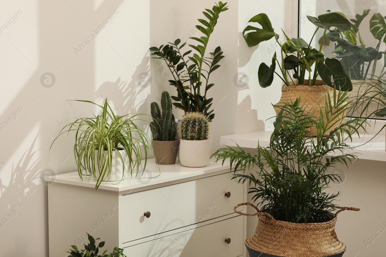 Photo of Many beautiful potted houseplants growing near window indoors