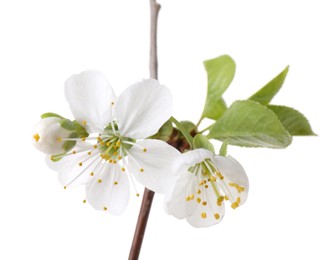 Spring branch with beautiful blossoms and leaves isolated on white