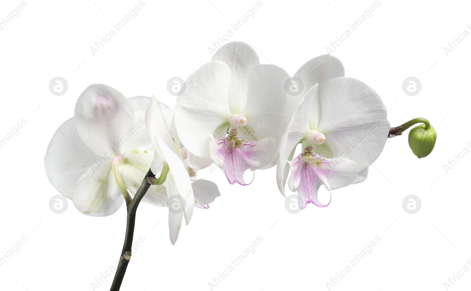 Photo of Branch with beautiful orchid flowers isolated on white