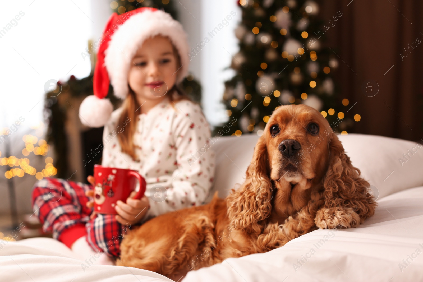 Photo of Cute little girl with English Cocker Spaniel on bed in room decorated for Christmas