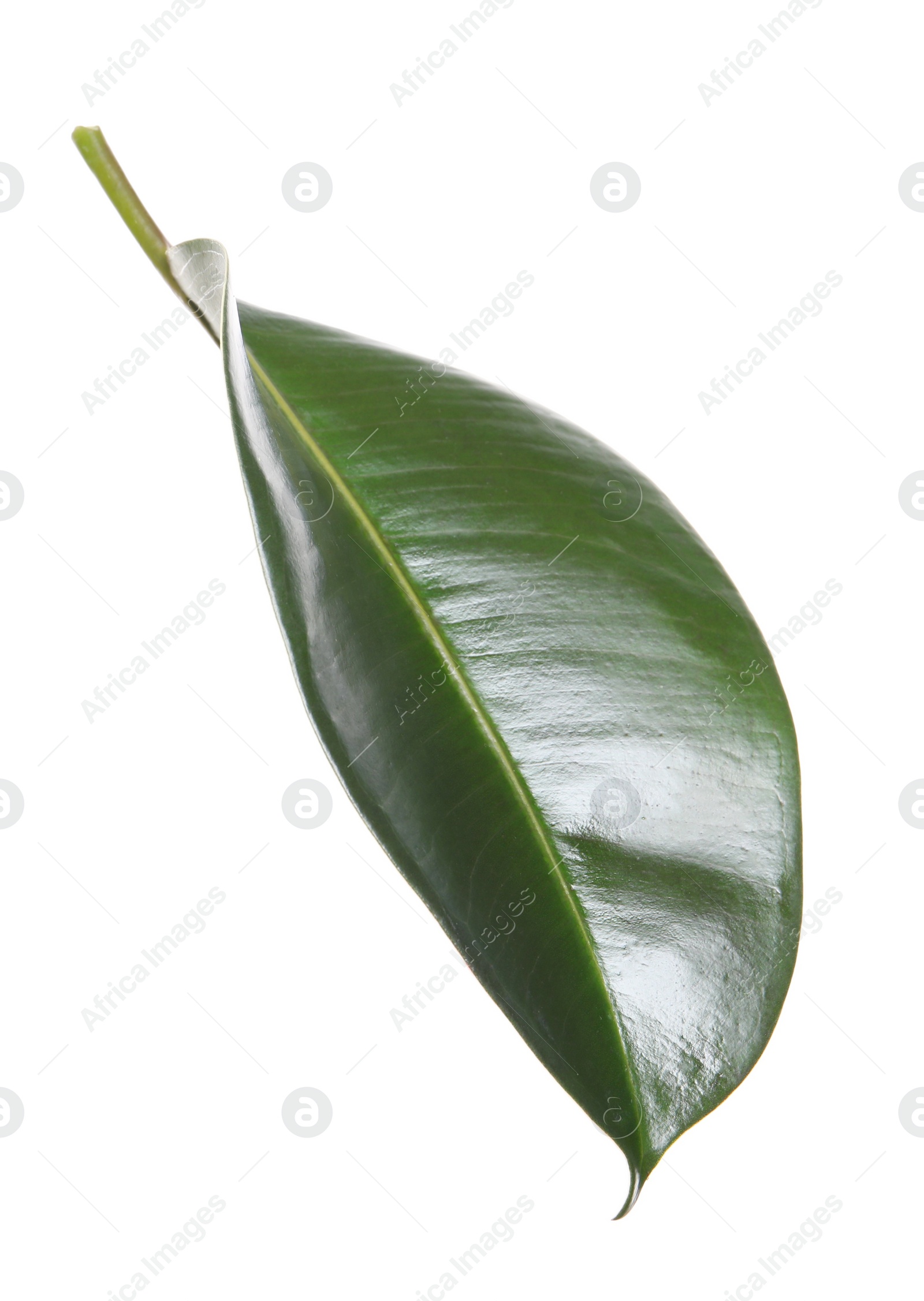 Photo of Fresh green leaf of Ficus elastica plant isolated on white