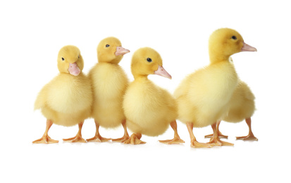 Photo of Cute fluffy goslings on white background. Farm animals
