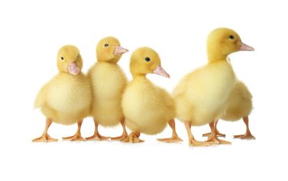 Cute fluffy goslings on white background. Farm animals