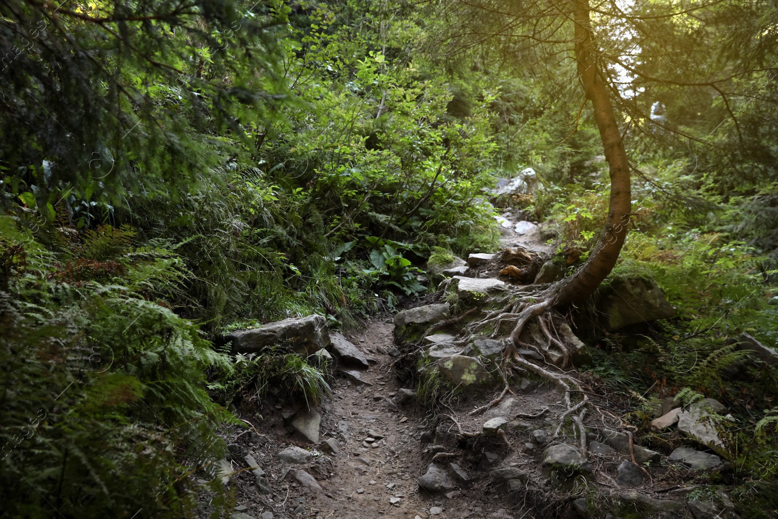 Photo of Picturesque view of mountain forest. Beautiful landscape