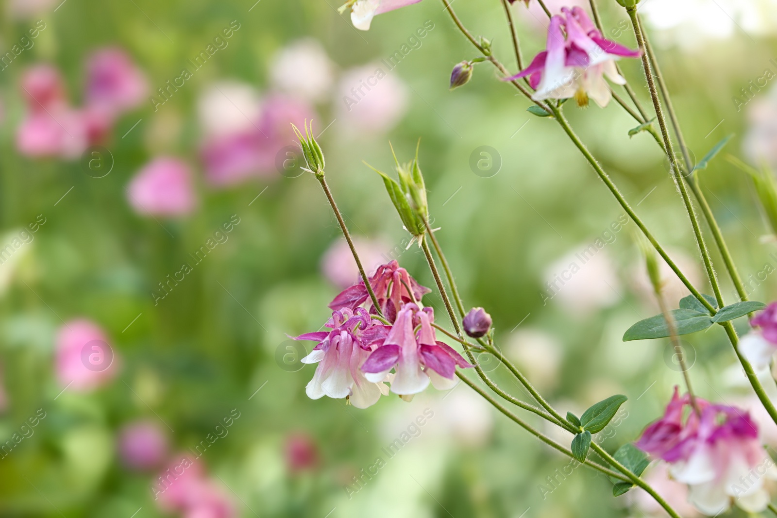 Photo of Beautiful bright aquilegia in green garden, closeup. Spring flowers