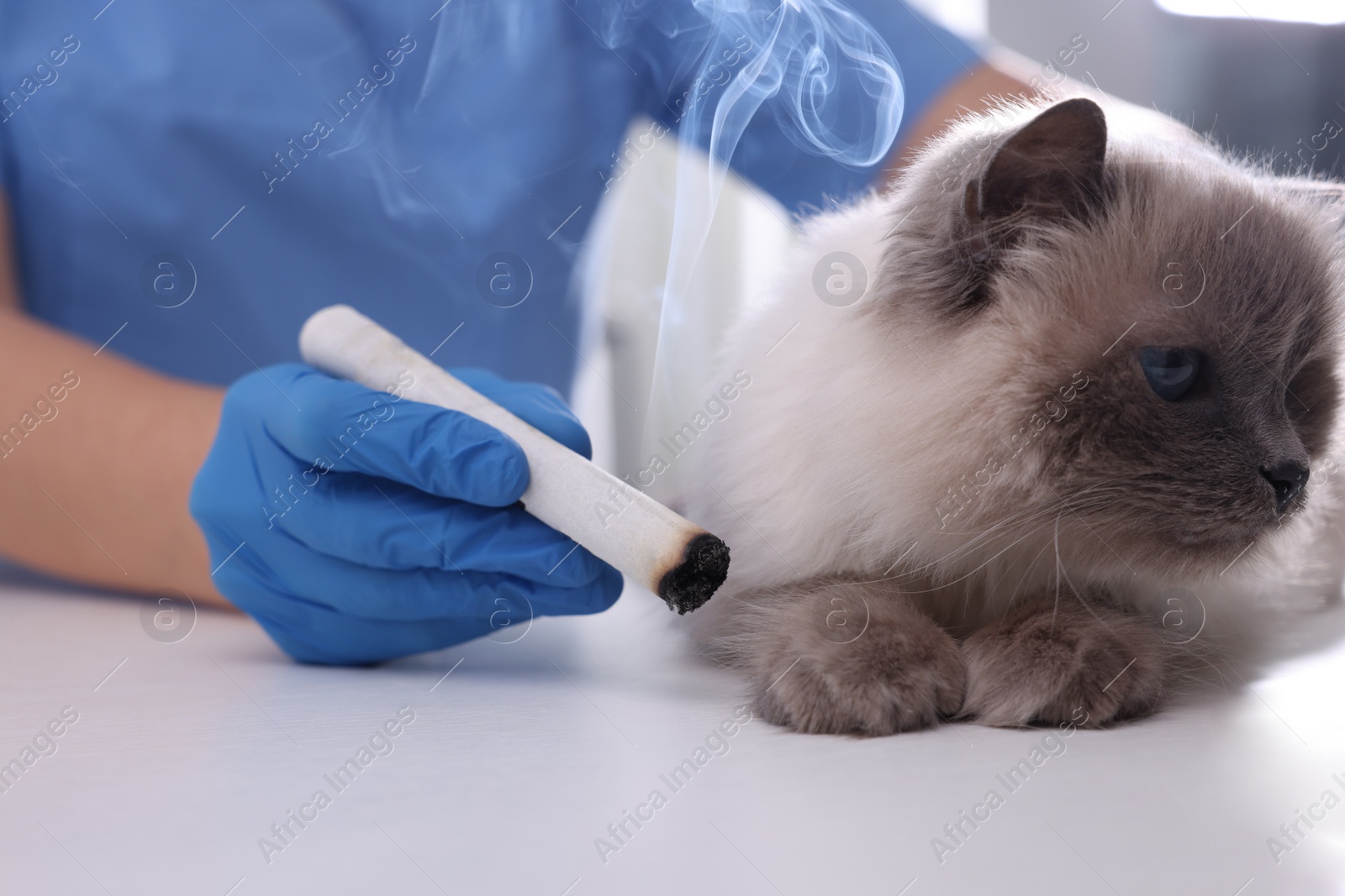 Photo of Veterinary holding moxa stick near cute cat in clinic, closeup. Animal acupuncture treatment