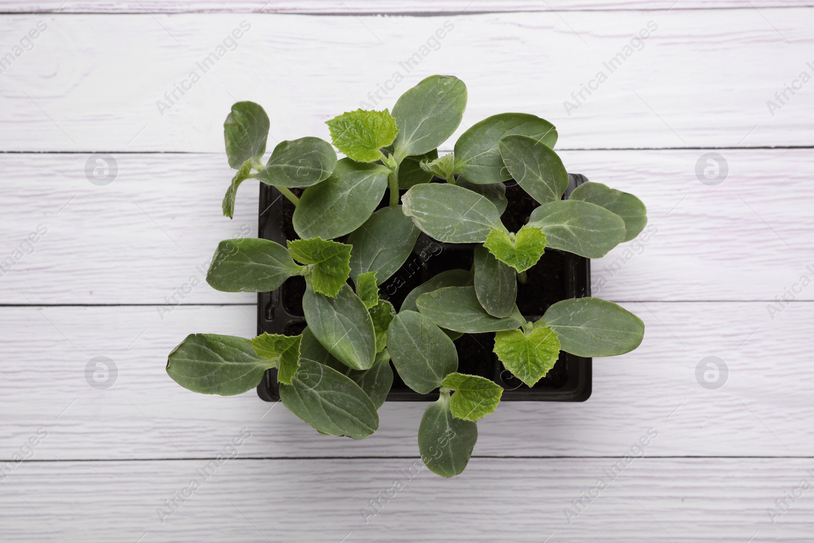 Photo of Seedlings growing in plastic container with soil on white wooden background, top view. Gardening season