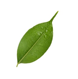 Photo of Fresh green ficus leaf on white background