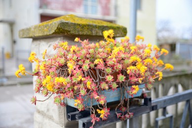 Beautiful plant growing in pot on outdoor fence