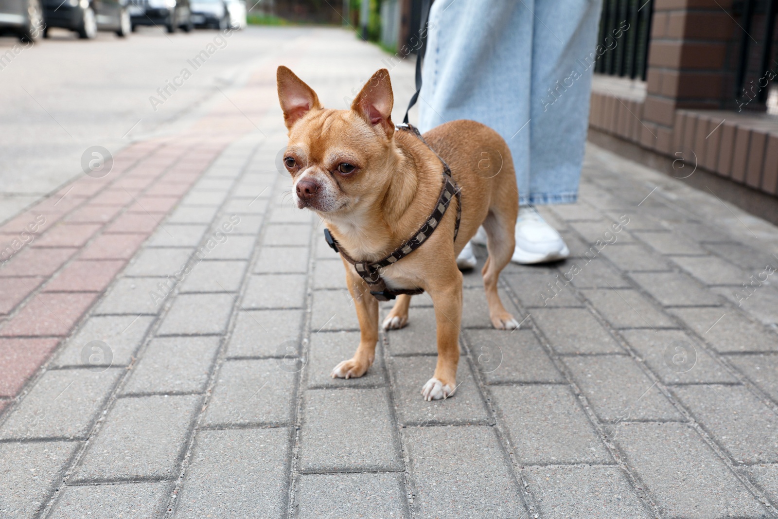 Photo of Owner walking with her chihuahua dog on city street, closeup