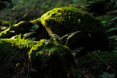 Photo of Beautiful view of moss and plant on stones under outdoors, closeup