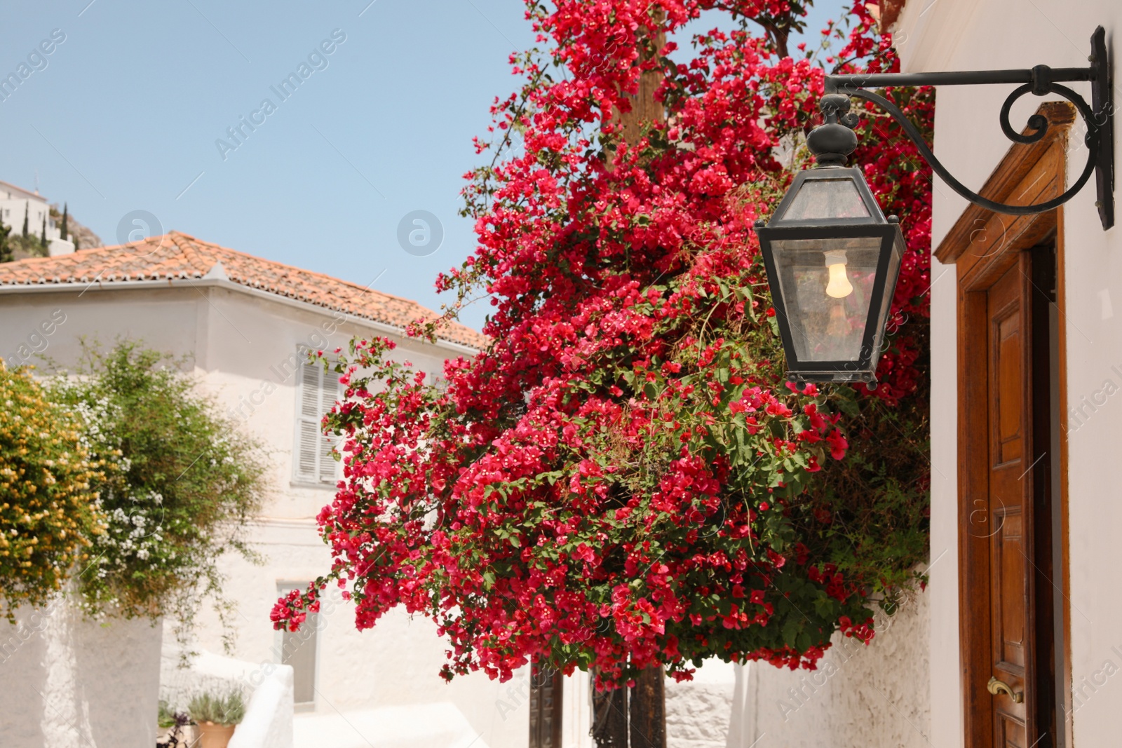 Photo of Beautiful blooming tree and elegant lantern near house entrance on sunny day