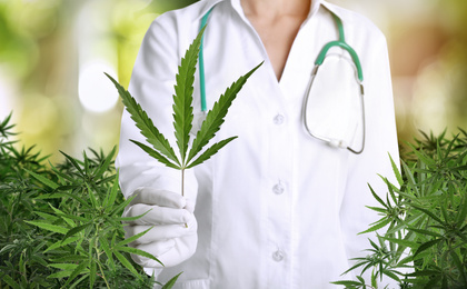 Image of Doctor holding fresh hemp leaf in field, closeup