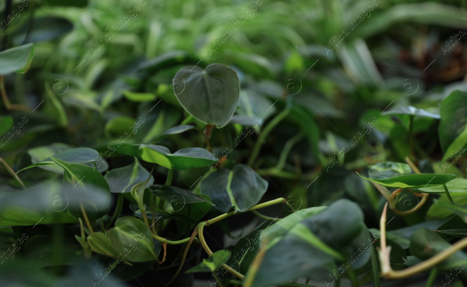 Photo of Beautiful plant with green leaves in floral shop, closeup