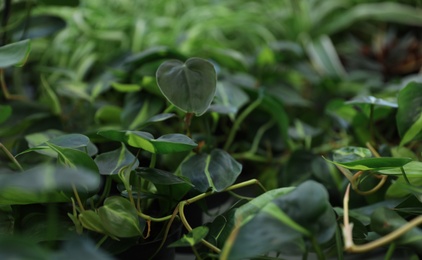 Photo of Beautiful plant with green leaves in floral shop, closeup