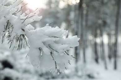 Photo of Coniferous tree branch covered with snow outdoors on winter day, closeup