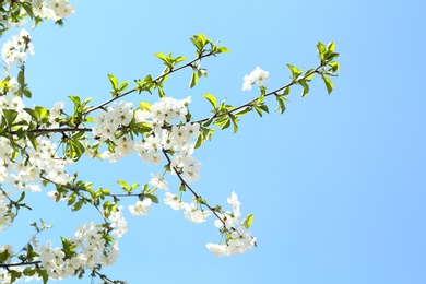 Branches of beautiful blossoming tree on sunny spring day outdoors