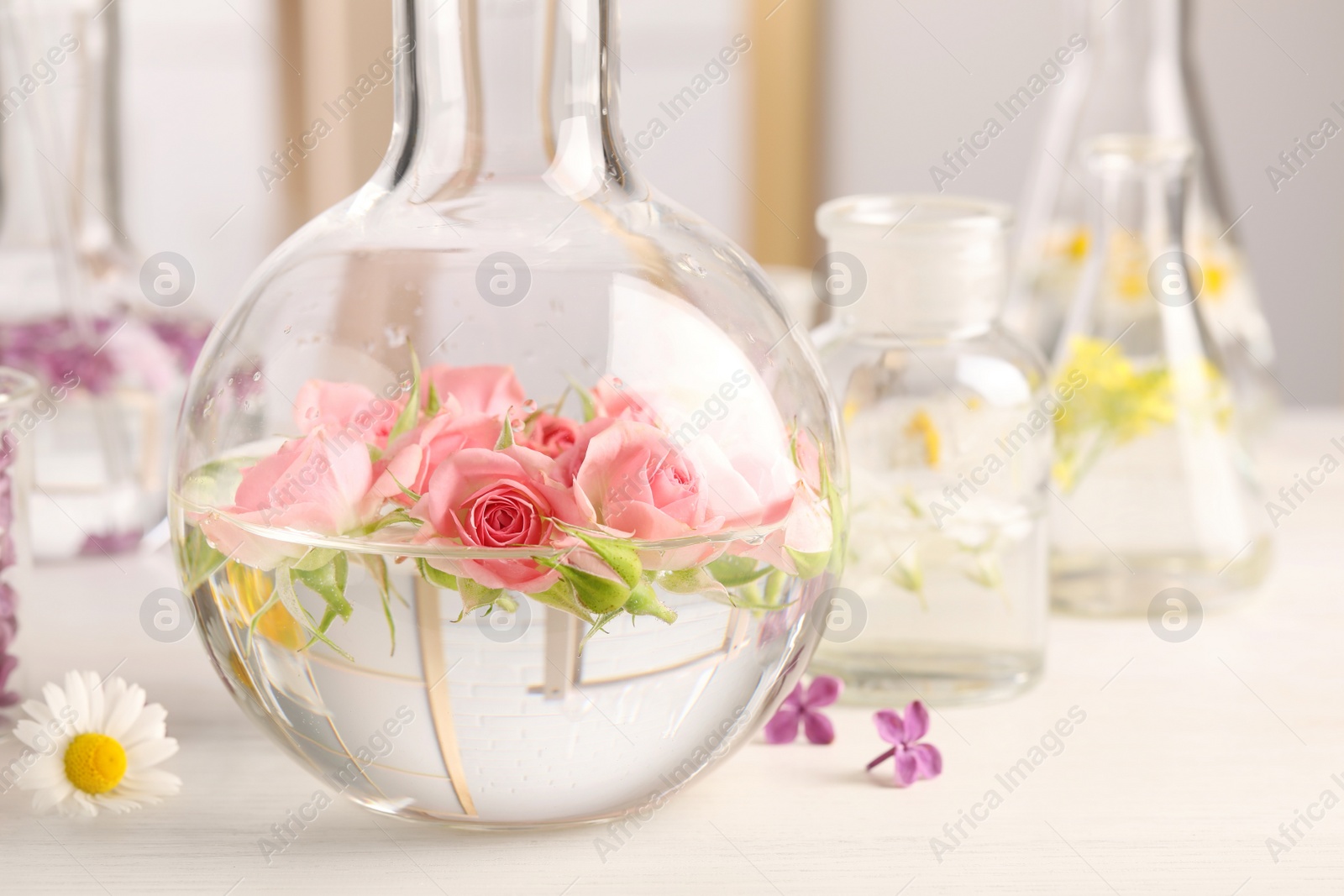 Photo of Laboratory glassware with flowers, focus on flask. Extracting essential oil for perfumery and cosmetics