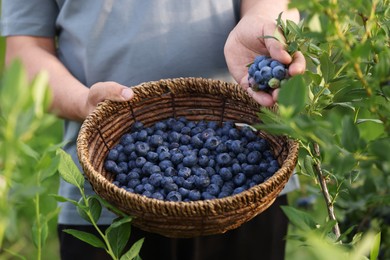 Photo of Man with wicker basket picking up wild blueberries outdoors, closeup. Seasonal berries