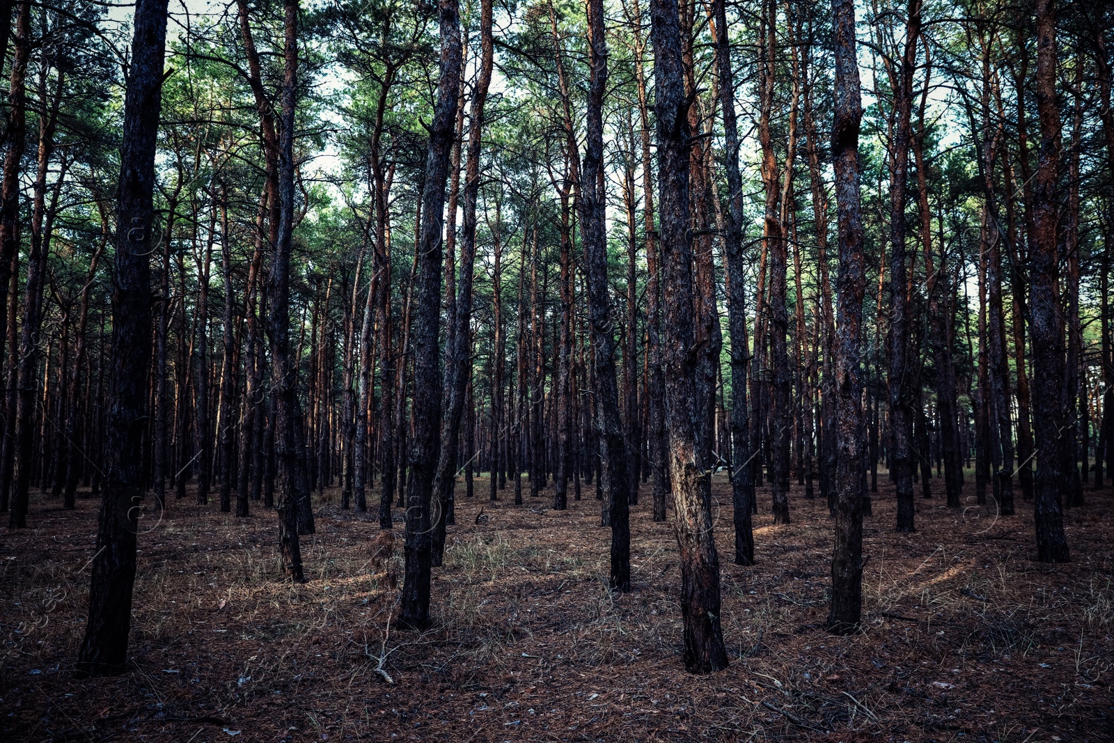 Photo of Beautiful view of pine forest. Fantasy setting