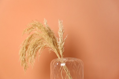 Vase with spikelets near brown wall. Interior design