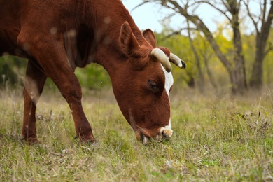 Photo of Cow grazing on green meadow. Farm animal