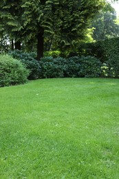 Beautiful lawn with green grass on sunny day