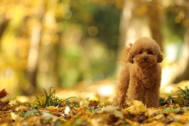 Cute Maltipoo dog in autumn park, space for text