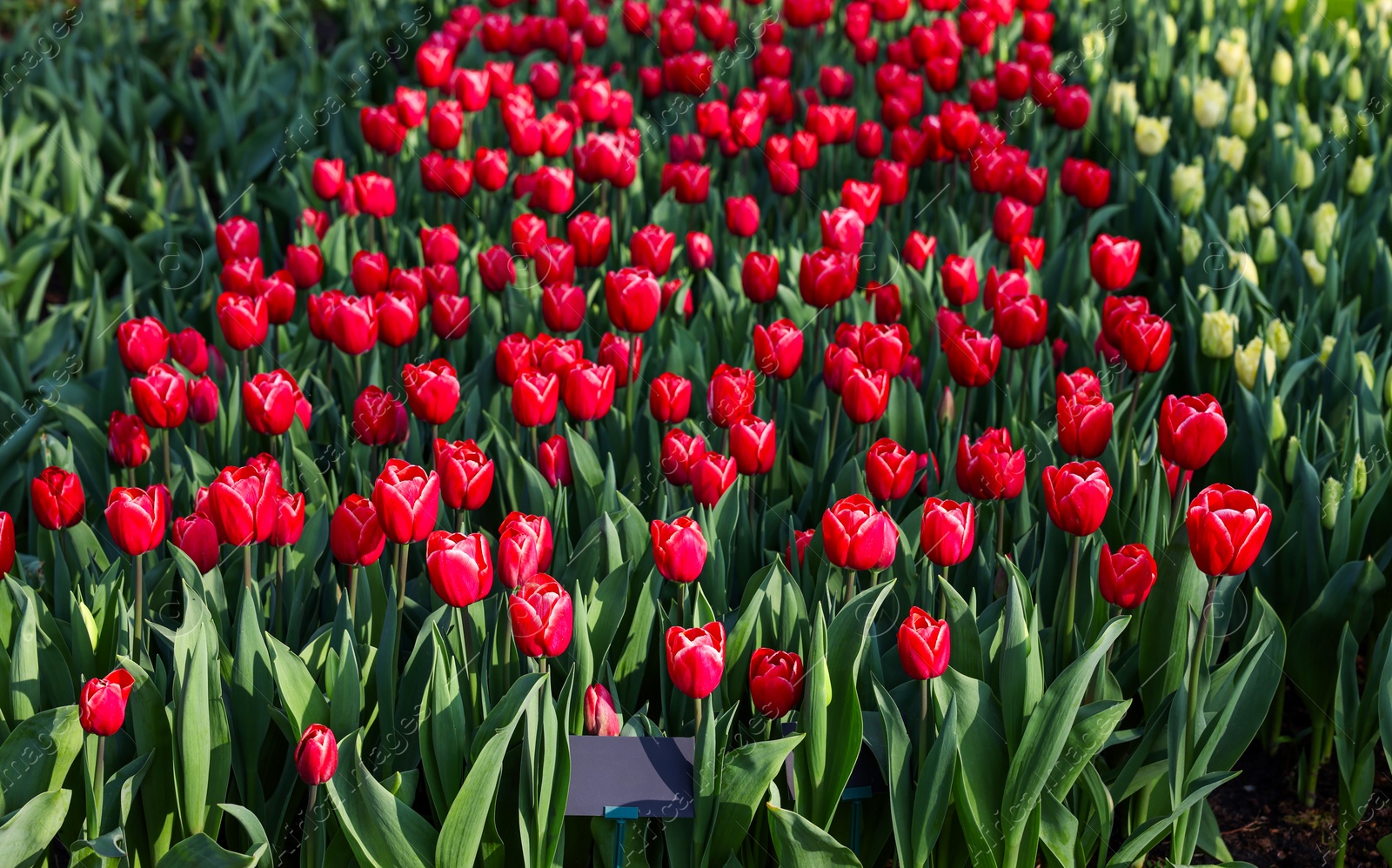 Photo of Beautiful tulip flowers growing outdoors on sunny day