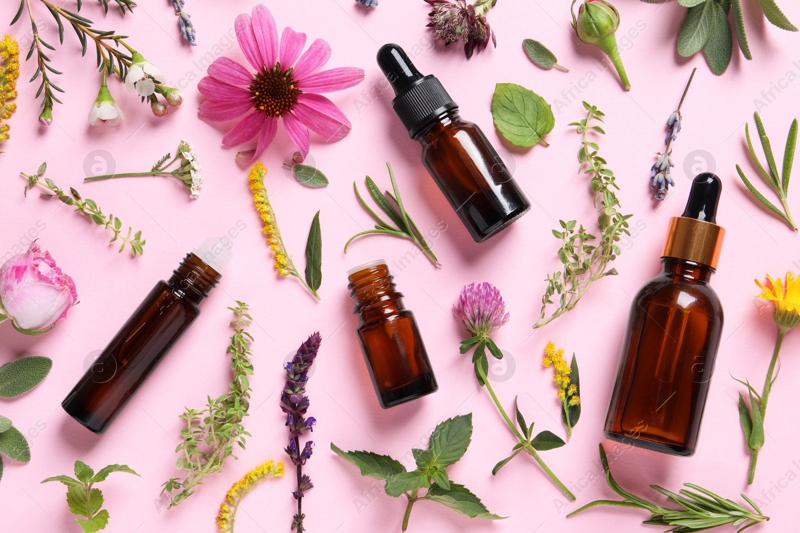 Photo of Bottles of essential oils, different herbs and flowers on pink background, flat lay