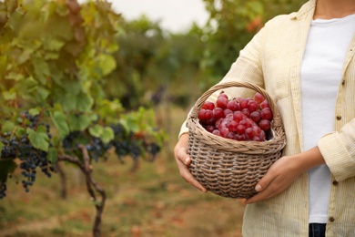 Photo of Woman with basket of grapes in vineyard, closeup