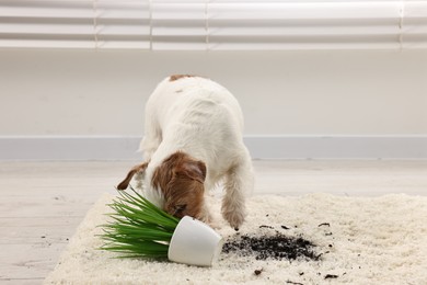 Photo of Cute dog near overturned houseplant on rug indoors