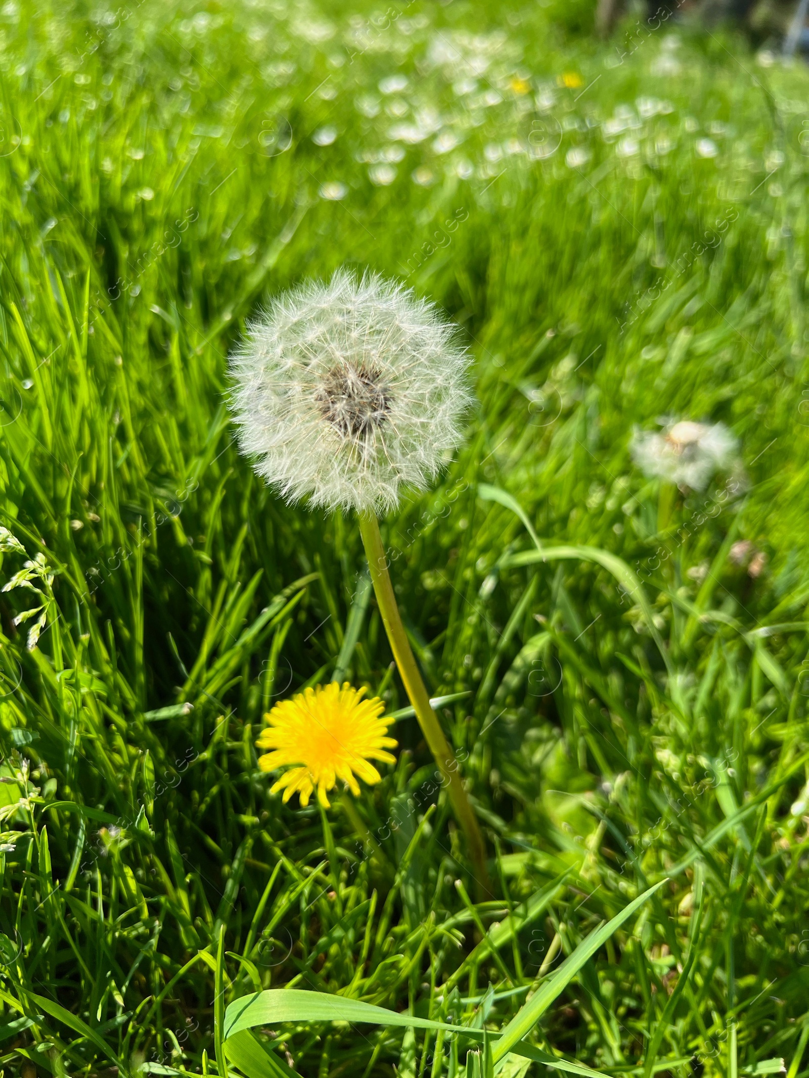 Photo of Beautiful dandelion flowers and green grass growing outdoors