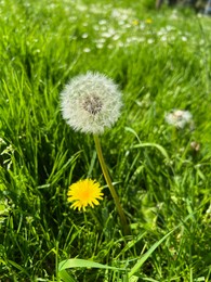 Beautiful dandelion flowers and green grass growing outdoors