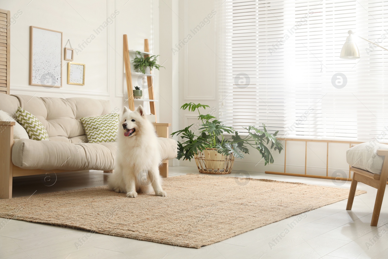 Photo of Adorable Samoyed dog in modern living room